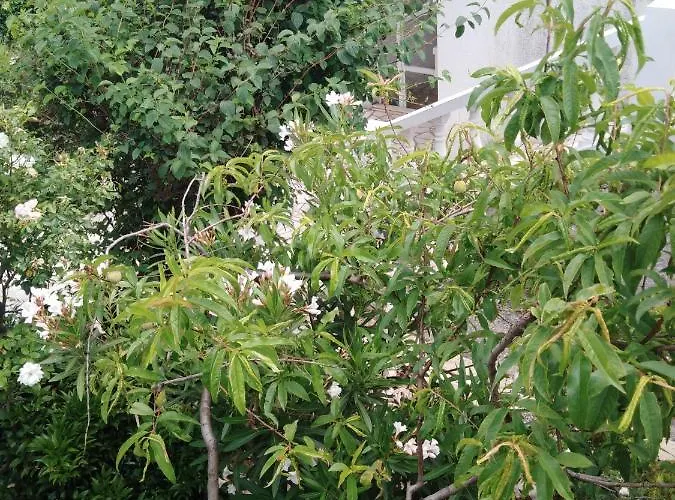 Marijana Apartman