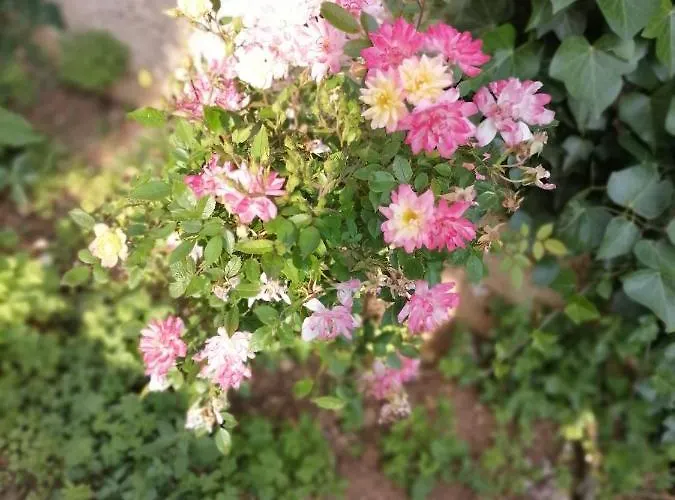 Marijana * Novi Vinodolski